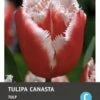 Intratuin Bloembollen Tulp (Tulipa 'Canasta') 10 Stuks 1 Intratuin Bloembollen Tulp (Tulipa 'Canasta') 10 Stuks -Tuin Planten Winkel 8717263787228
