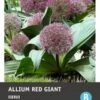 Intratuin Bloembollen Sierui (Allium 'Red Giant') 6 Stuks -Tuin Planten Winkel 8717263787242