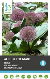 Intratuin Bloembollen Sierui (Allium 'Red Giant') 6 Stuks 3 Intratuin Bloembollen Sierui (Allium 'Red Giant') 6 Stuks