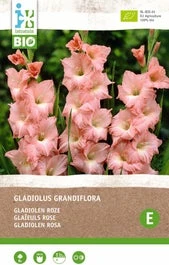 Intratuin Biologische Bloembollen Gladiool (Gladiolus Grandiflora) Roze 6 Stuks