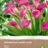 Intratuin Biologische Aronskelk Knol (Calla 'Garnet Glow') -Tuin Planten Winkel 8717263787679 0
