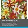 Intratuin Dahlia Knol (Dahlia 'Windmolen' Mix) 5 Stuks -Tuin Planten Winkel 8717263787686 0