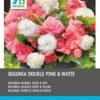Intratuin Begonia Dubbelbloeiende Knol (Begonia) Roze Wit 6 Stuks 2 Intratuin Begonia Dubbelbloeiende Knol (Begonia) Roze Wit 6 Stuks -Tuin Planten Winkel 8717263787921