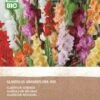 Intratuin Biologische Bloembollen Gladiool (Gladiolus Grandiflora) Gemengd 25 Stuks 2 Intratuin Biologische Bloembollen Gladiool (Gladiolus Grandiflora) Gemengd 25 Stuks -Tuin Planten Winkel 8717263787945