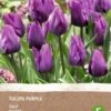 Intratuin Biologische Bloembollen Tulp (Tulipa) Donkerpaars 6 Stuks