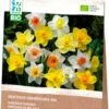 Intratuin Biologische Bloembollen Narcis (Narcissus Grandiflora) Gemengd 15 Stuks