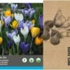 Intratuin Bloembollen Grootbloemige Krokus (Crocus) Gemengd 30 Stuks -Tuin Planten Winkel 8717263788102
