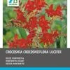 Intratuin Bloembollen Montebretia (Crocosmia 'Lucifer') Rood 25 Stuks 1 Intratuin Bloembollen Montebretia (Crocosmia 'Lucifer') Rood 25 Stuks -Tuin Planten Winkel 8717263788157