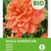 Intratuin Biologische Dahlia Knol (Dahlia 'Summerflame') 1 Intratuin Biologische Dahlia Knol (Dahlia 'Summerflame') -Tuin Planten Winkel 8717263788232