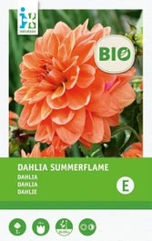 Intratuin Biologische Dahlia Knol (Dahlia 'Summerflame')
