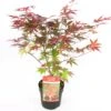 Japanse Esdoorn (Acer Palmatum 'Atropurpureum') D 19 H 40 Cm 1 Japanse Esdoorn (Acer Palmatum 'Atropurpureum') D 19 H 40 Cm -Tuin Planten Winkel 8718182410426 1