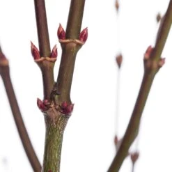 Japanse Esdoorn (Acer Palmatum 'Atropurpureum') D 19 H 40 Cm 5 Japanse Esdoorn (Acer Palmatum 'Atropurpureum') D 19 H 40 Cm -Tuin Planten Winkel 8718182410426 1 2