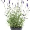 Biologische Lavendel (Lavandula X Intermedia 'Vera') D 13 H 20 Cm -Tuin Planten Winkel 8718182673531