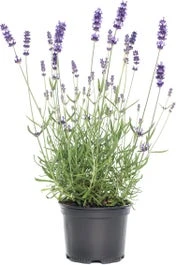 Biologische Lavendel (Lavandula X Intermedia 'Vera') D 13 H 20 Cm