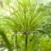 Papyrus Plant (Cyperus Percamenthus) D 18 H 30 Cm -Tuin Planten Winkel 8718226850140