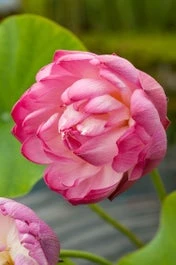 Rode Lotus (Nelumbo Red) D 9 H 30 Cm