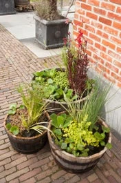 Mixmand 3 Soorten Waterplanten (Vinca Major Marie) 3 Mixmand 3 Soorten Waterplanten (Vinca Major Marie)