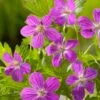 Ooievaarsbek (Geranium Palustis) D 9 H 20 Cm -Tuin Planten Winkel 8718226850287