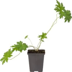 Ooievaarsbek (Geranium Palustis) D 9 H 20 Cm -Tuin Planten Winkel 8718226850287 1 1