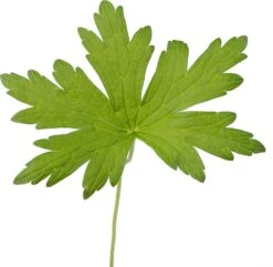 Ooievaarsbek (Geranium Palustis) D 9 H 20 Cm -Tuin Planten Winkel 8718226850287 2