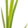 Lis (Iris 'Ann Chowing') D 9 H 20 Cm -Tuin Planten Winkel 8718226850294 2 1