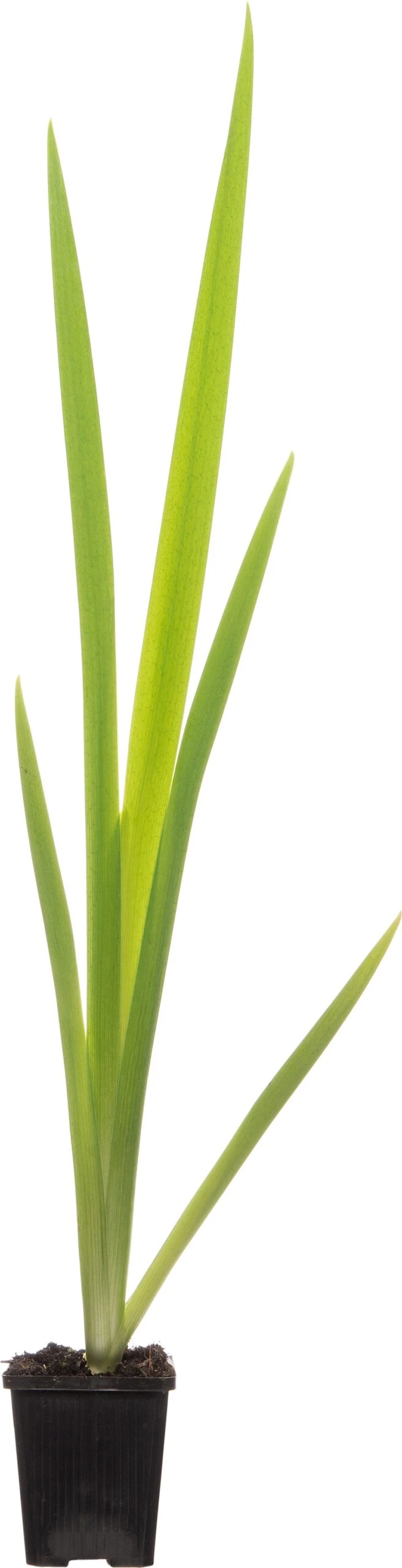 Lis (Iris 'Ann Chowing') D 9 H 20 Cm 3 Lis (Iris 'Ann Chowing') D 9 H 20 Cm