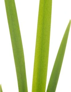 Lis (Iris 'Ann Chowing') D 9 H 20 Cm 5 Lis (Iris 'Ann Chowing') D 9 H 20 Cm -Tuin Planten Winkel 8718226850294 2 2