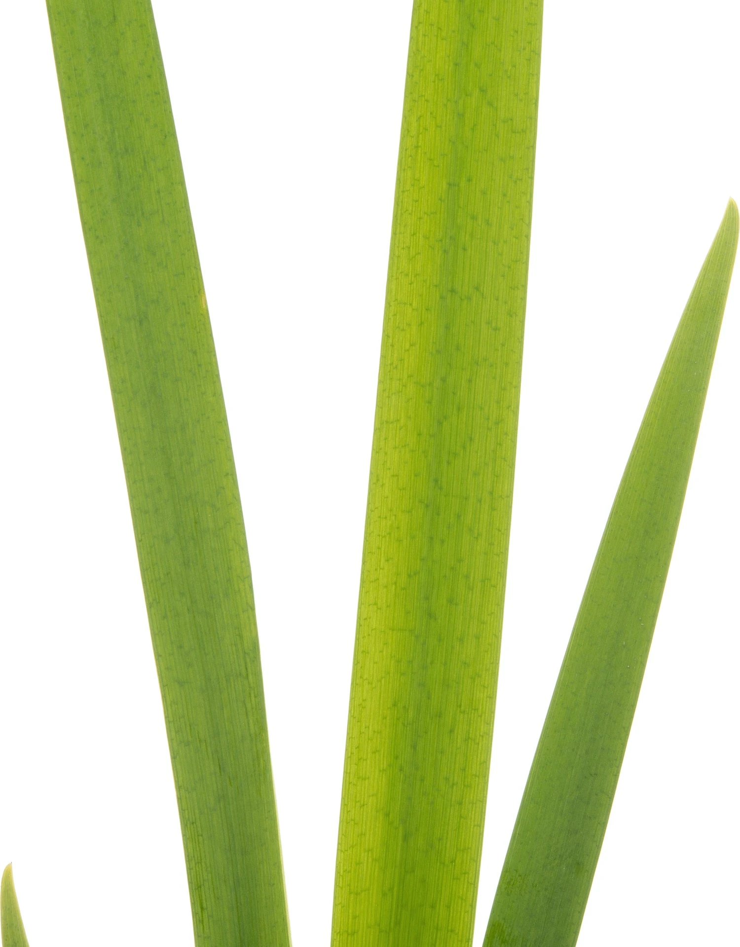 Lis (Iris 'Ann Chowing') D 9 H 20 Cm 4 Lis (Iris 'Ann Chowing') D 9 H 20 Cm - Afbeelding 2