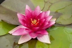 Waterlelie (Nymphaea 'Charles De Meurville') D 18 H 30 Cm