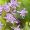 Thulbachia (Thulbachia Violacea) D 18 H 30 Cm -Tuin Planten Winkel 8718226850508