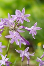 Thulbachia (Thulbachia Violacea) D 18 H 30 Cm