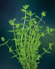 Grote Bacopa (Bacopa Caroliniana) D 18 H 30 Cm