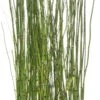 Japanse Holpijp (Equisetum Japonicum) D 28 H 80 Cm -Tuin Planten Winkel 8718226850638