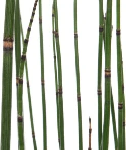 Japanse Holpijp (Equisetum Japonicum) D 28 H 80 Cm -Tuin Planten Winkel 8718226850638 2