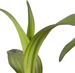 Moeraswespenorchis (Epipactis Palustris) D 9 H 20 Cm -Tuin Planten Winkel 8718226851574 2