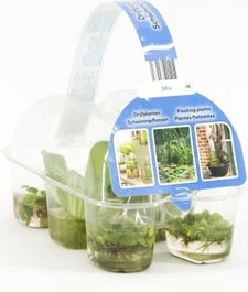 Drijfplanten In Sixpack D 9 H 20 Cm 3 Drijfplanten In Sixpack D 9 H 20 Cm