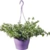 Klokjesbloem (Campanula Addenda Mix) Paars D 19 H 35 Cm 1 Klokjesbloem (Campanula Addenda Mix) Paars D 19 H 35 Cm -Tuin Planten Winkel 8718325000422