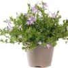 Klokjesbloem (Campanula Poscharskyana 'Adansa Pink') D 19 H 35 Cm 2 Klokjesbloem (Campanula Poscharskyana 'Adansa Pink') D 19 H 35 Cm -Tuin Planten Winkel 8718325002631 0
