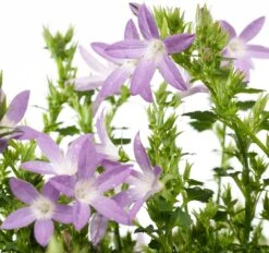 Klokjesbloem (Campanula Poscharskyana 'Adansa Pink') D 19 H 35 Cm -Tuin Planten Winkel 8718325002631 1