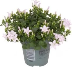 Dalmatiëklokje (Campanula Portenschlagiana 'Ambella White') D 10,5 H 22 Cm