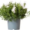 Kruipklokje (Campanula Poscharskyana 'Ambella White') D 12 H 25 Cm -Tuin Planten Winkel 8718325002693