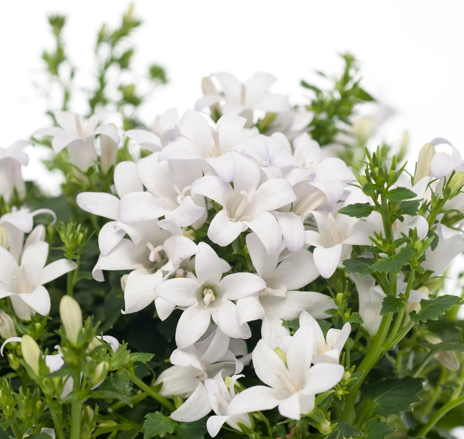 Kruipklokje (Campanula Poscharskyana 'Ambella White') D 12 H 25 Cm 4 Kruipklokje (Campanula Poscharskyana 'Ambella White') D 12 H 25 Cm - Afbeelding 2