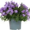 Dalmatiëklokje (Campanula Portenschlagiana 'Ambella Lavender') D 12 H 25 Cm 1 Dalmatiëklokje (Campanula Portenschlagiana 'Ambella Lavender') D 12 H 25 Cm -Tuin Planten Winkel 8718325002792