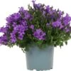 Klokjesbloem (Campanula Portenschlagiana 'Ambella Purple') D 12 H 25 Cm -Tuin Planten Winkel 8718325003874 1