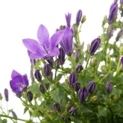 Klokjesbloem (Campanula Portenschlagiana 'Ambella Purple') D 12 H 25 Cm -Tuin Planten Winkel 8718325003874 2