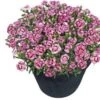 Anjer (Dianthus 'Pink Kisses') D 17 H 25 Cm