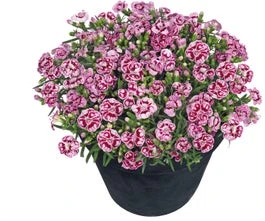 Anjer (Dianthus 'Pink Kisses') D 17 H 25 Cm 3 Anjer (Dianthus 'Pink Kisses') D 17 H 25 Cm