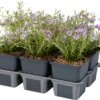 Kruipphlox (Phlox Subulata 'Scarlet Flame') Sixpack D 9 H 15 Cm -Tuin Planten Winkel 8718969220552