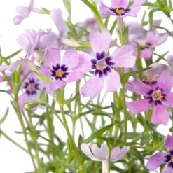 Kruipphlox (Phlox Subulata 'Scarlet Flame') Sixpack D 9 H 15 Cm -Tuin Planten Winkel 8718969220552 2