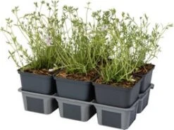 Kruipphlox (Phlox Subulata 'Candy Stripes') Sixpack D 9 H 15 Cm